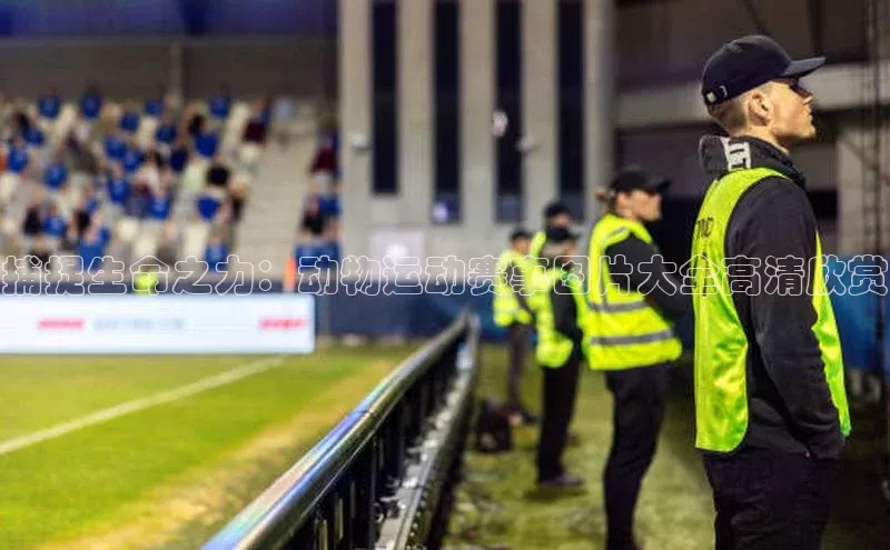 捕捉生命之力：动物运动赛事图片大全高清欣赏